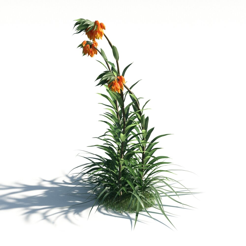 Fritillaria Imperialis 02 3D-Modell