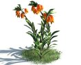 Fritillaria Imperialis 03 3D 모델 