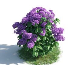 Lilac Syringa Bush Modello 3D