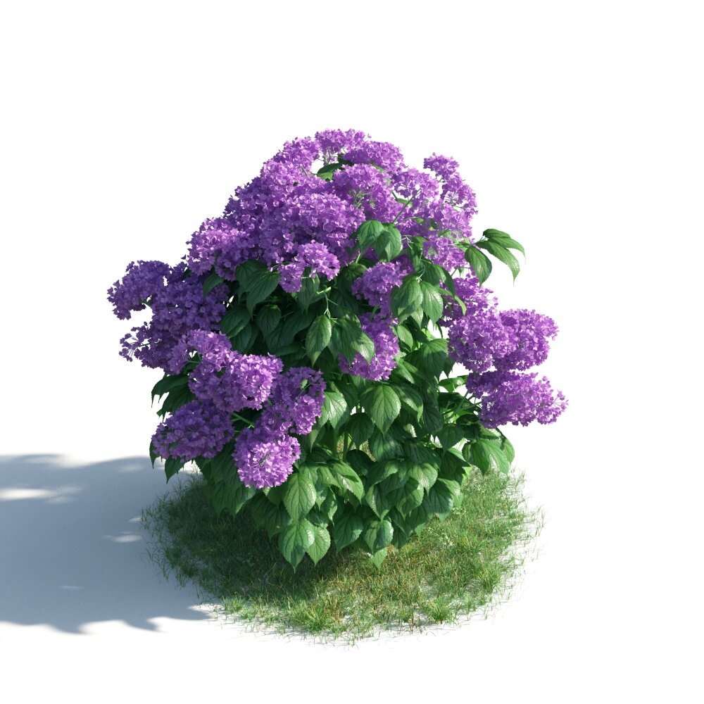 Lilac Syringa Bush Modelo 3d