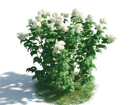 White Syringa Bush 3D model