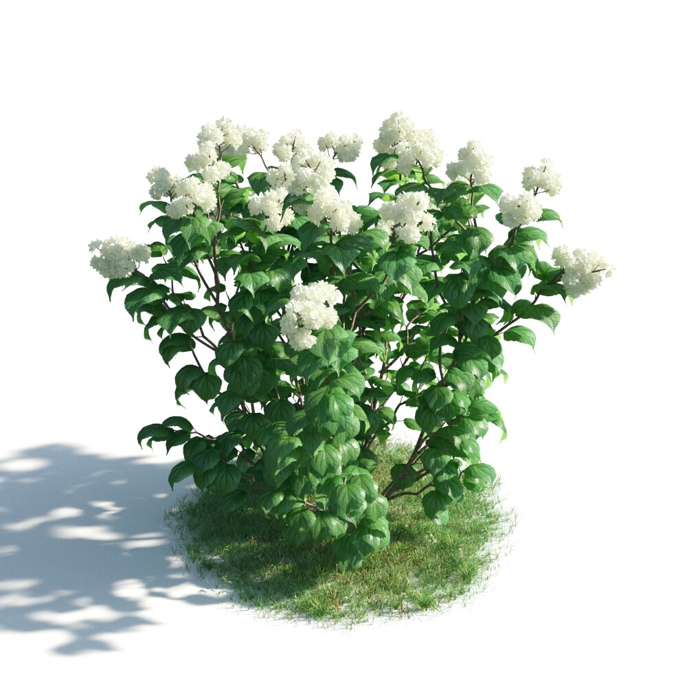 White Syringa Bush Modello 3D