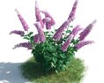 Blooming Purple Butterfly Bush 3D 모델 