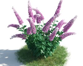Blooming Purple Butterfly Bush 3D модель