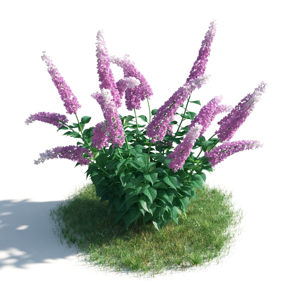 Blooming Purple Butterfly Bush Modello 3D