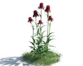 Red Coneflowers 3D 모델 