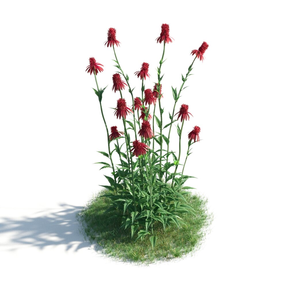 Red Coneflowers 02 3d model