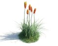 Vibrant Kniphofia Plants 3D 모델 