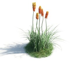 Vibrant Kniphofia Plants 3D модель
