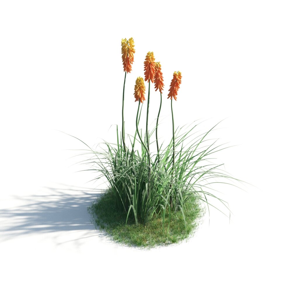 Vibrant Kniphofia Plants 3d model