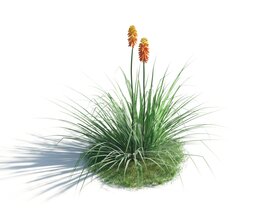Red Hot Poker Plant 3Dモデル