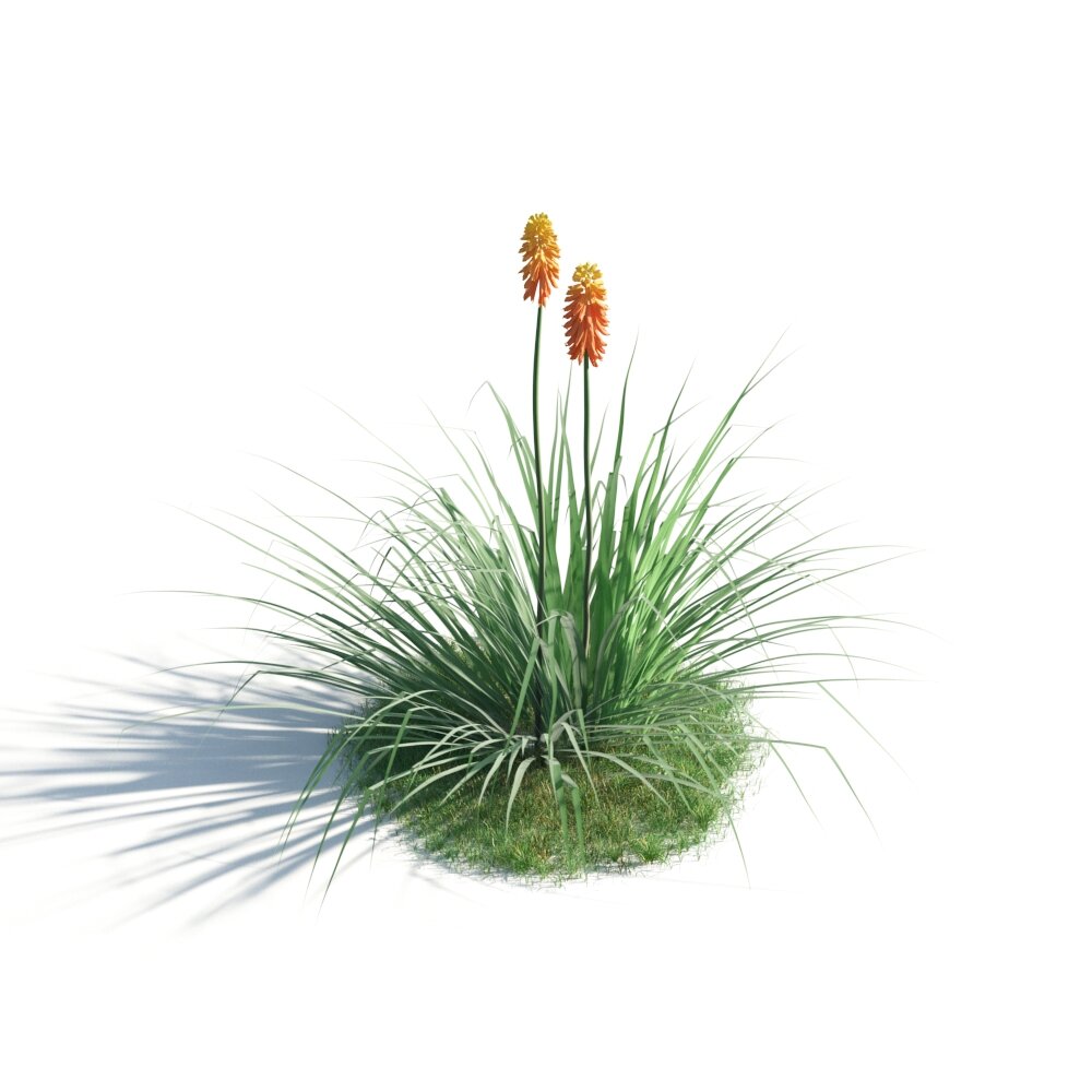 Red Hot Poker Plant 3D 모델 