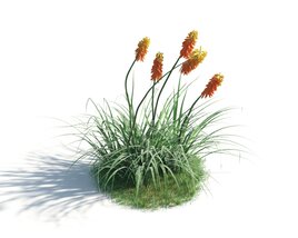 Vibrant Kniphofia Plant 3D модель