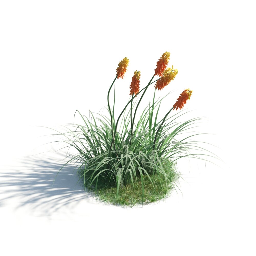 Vibrant Kniphofia Plant 3D 모델 