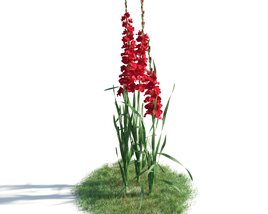 Red Gladiolus Flowers 02 3D модель