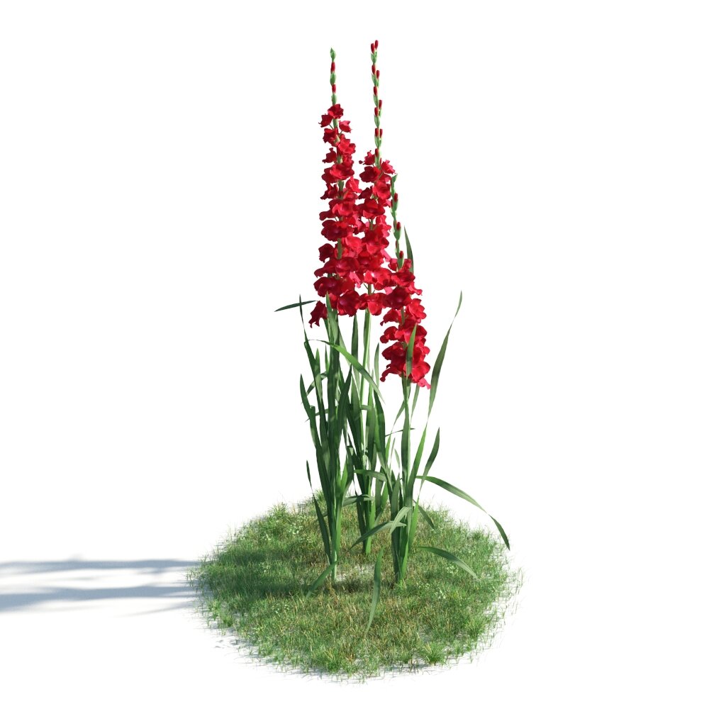 Red Gladiolus Flowers 02 Modello 3D