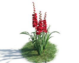 Red Gladiolus Flowers Modelo 3d