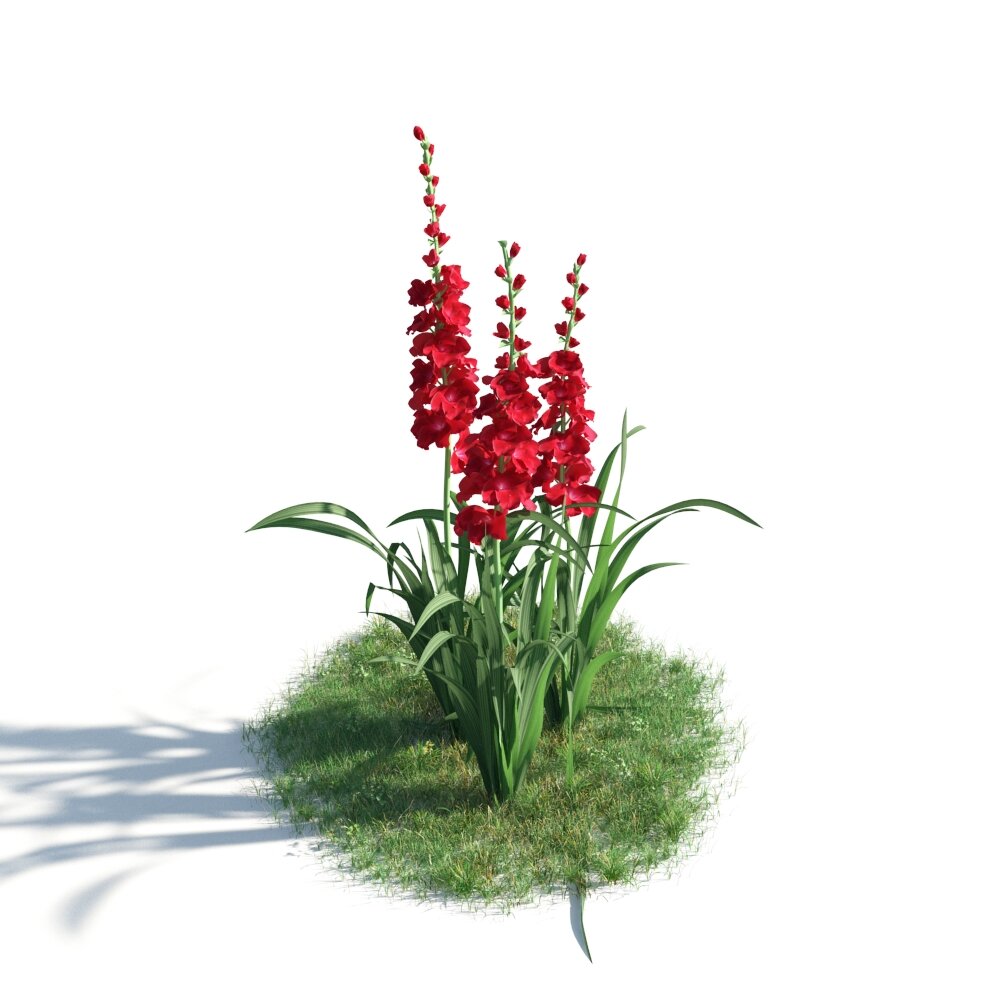 Red Gladiolus Flowers 3D модель