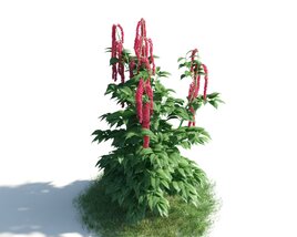 Red Flowering Plant 3D model