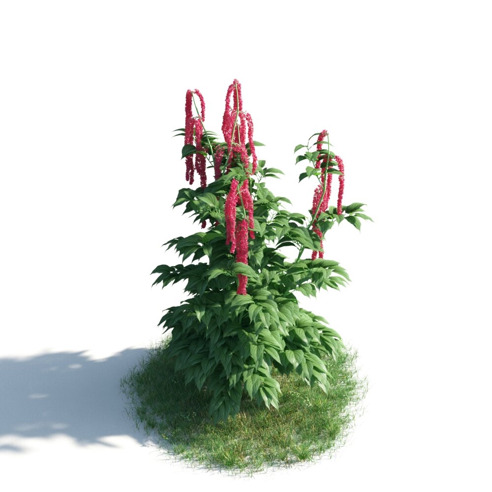 Red Flowering Plant Modèle 3D