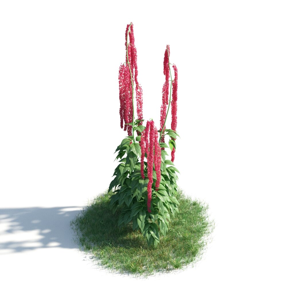 Lush Plant with Red Flower Spikes Modelo 3D