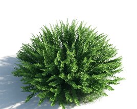 Lush Green Fern Modello 3D