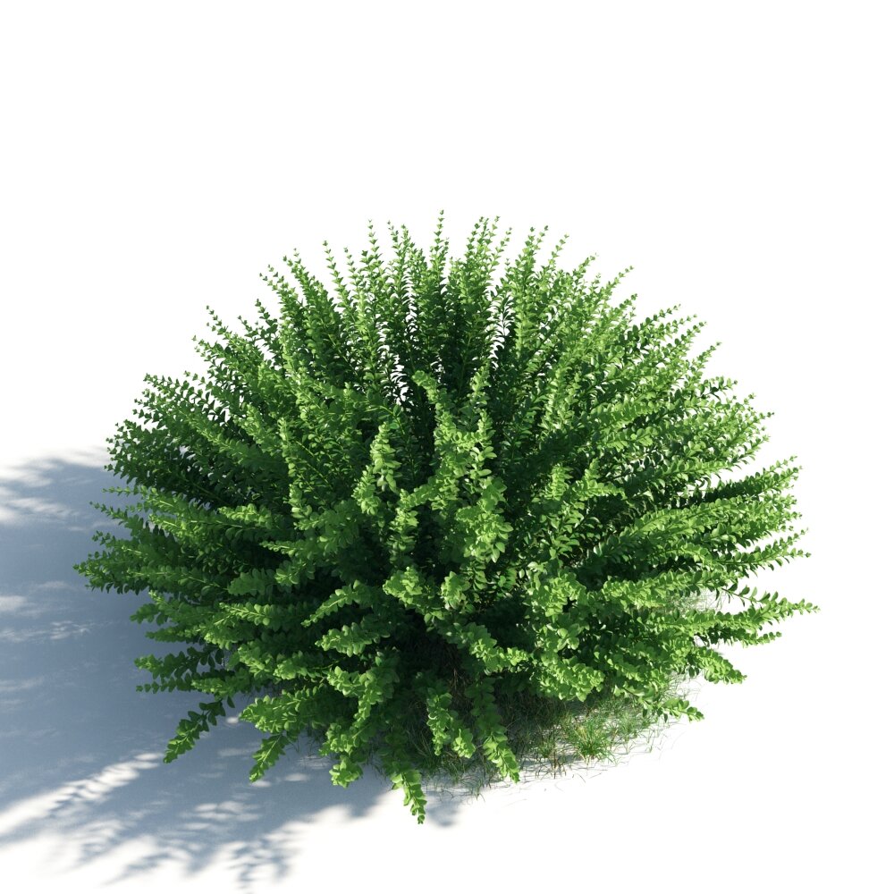 Lush Green Fern 3D model