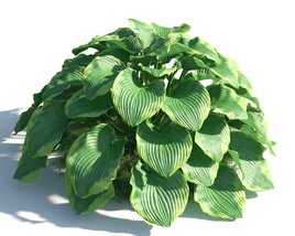 Verdant Hosta Plant 3D-Modell