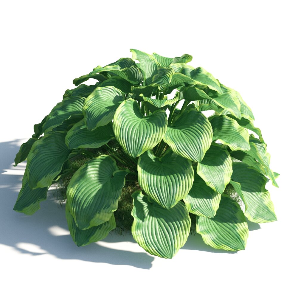 Verdant Hosta Plant Modello 3D
