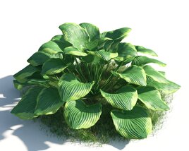 Lush Green Hosta Plant 3D 모델 