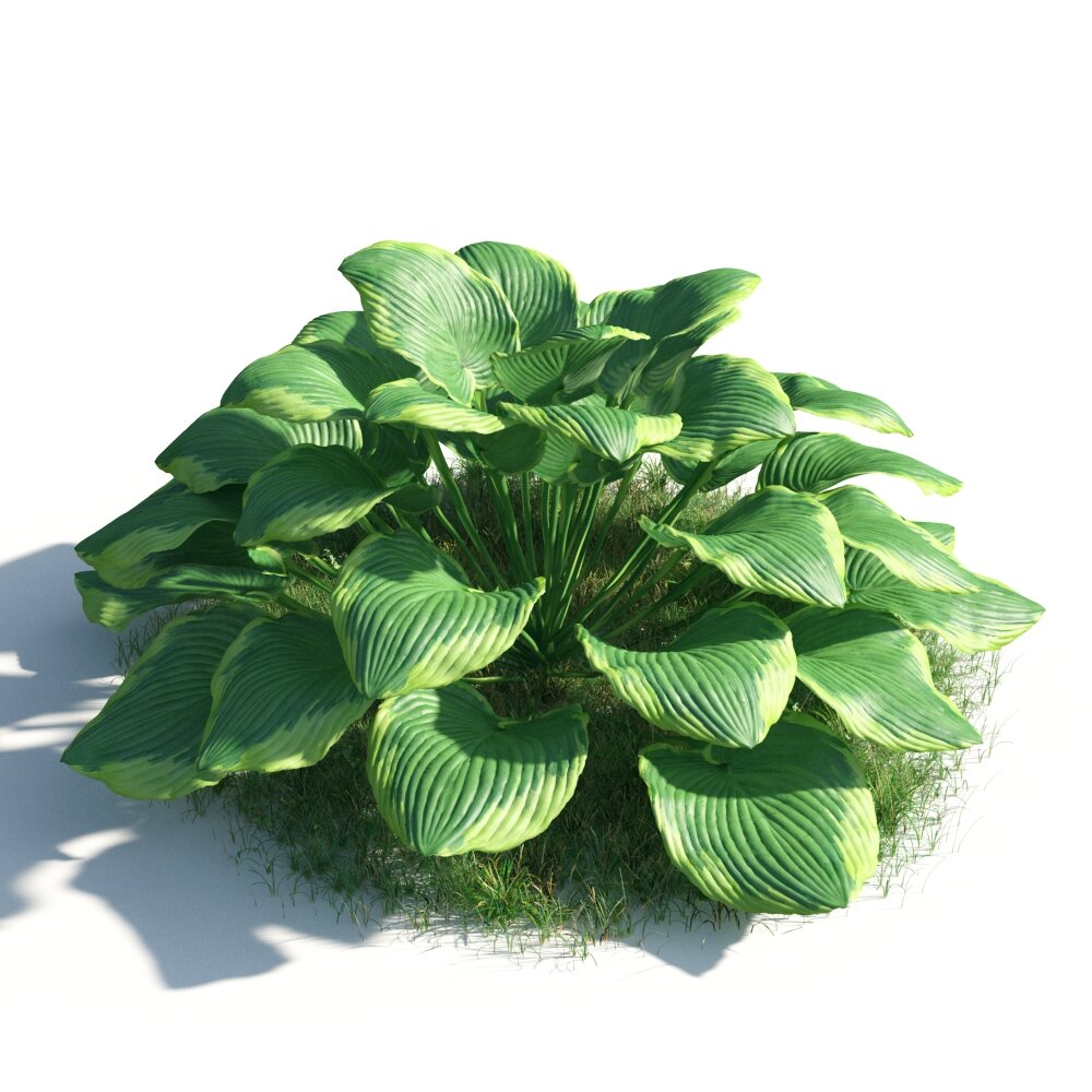 Lush Green Hosta Plant Modello 3D