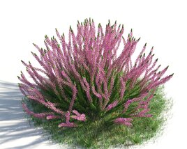 Pink Heather Shrub 3D-Modell
