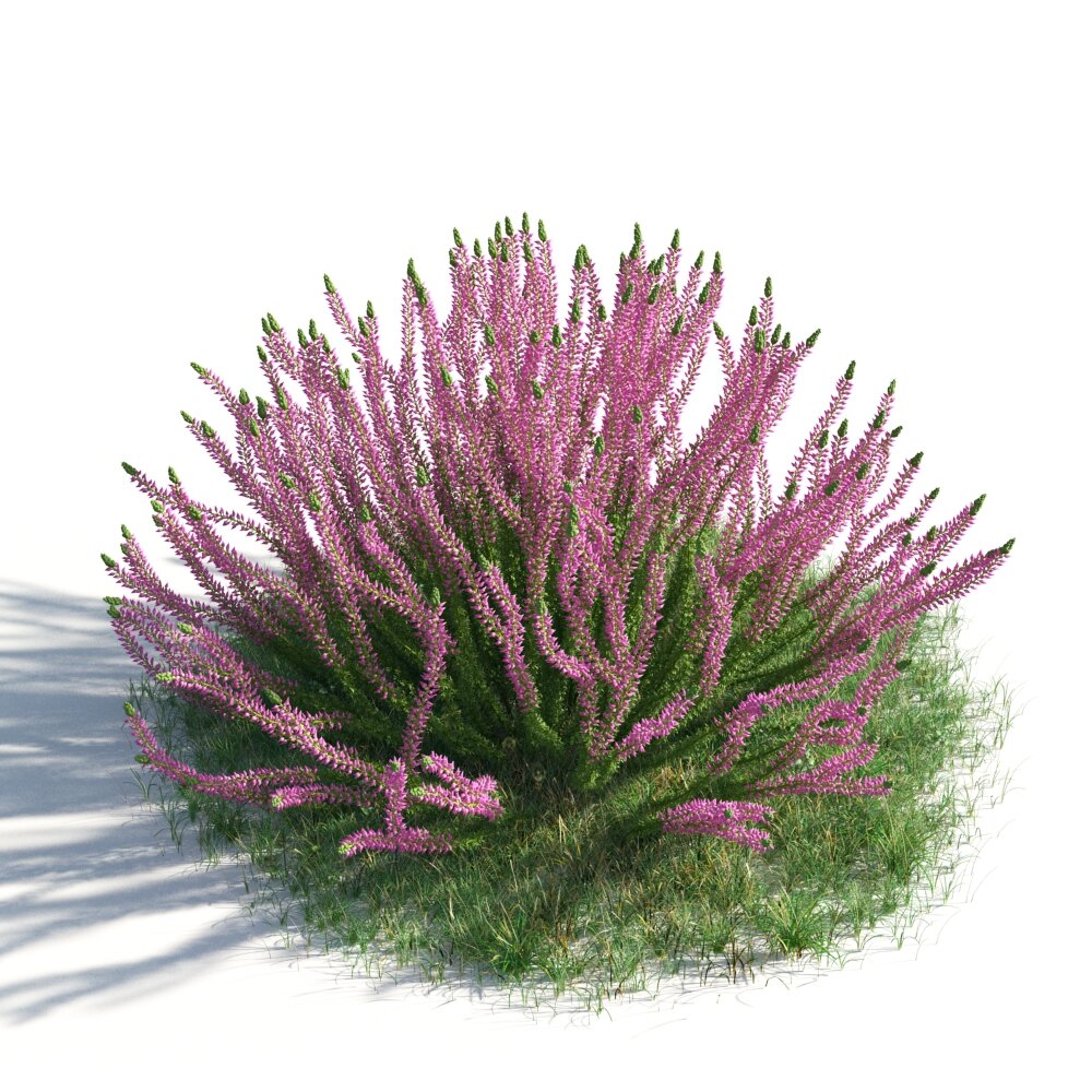 Pink Heather Shrub 3D 모델 