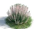 Blooming Succulent Plant 3D模型