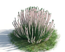 Blooming Succulent Plant 3D model