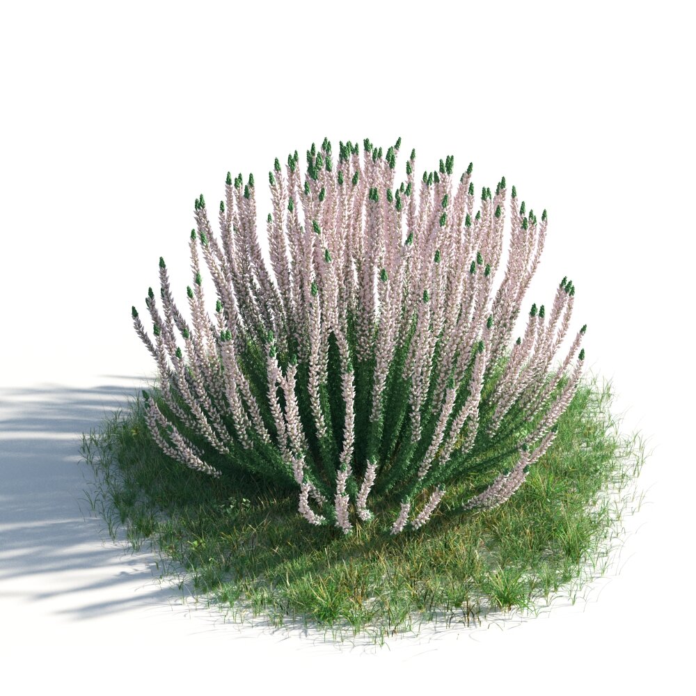 Blooming Succulent Plant Modello 3D