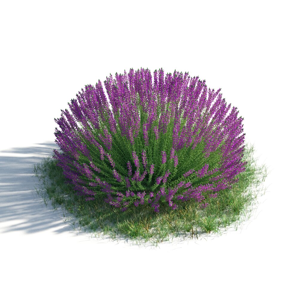 Purple Blossom Shrub 3D-Modell