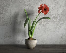 Red Amaryllis in Pot 3D 모델 