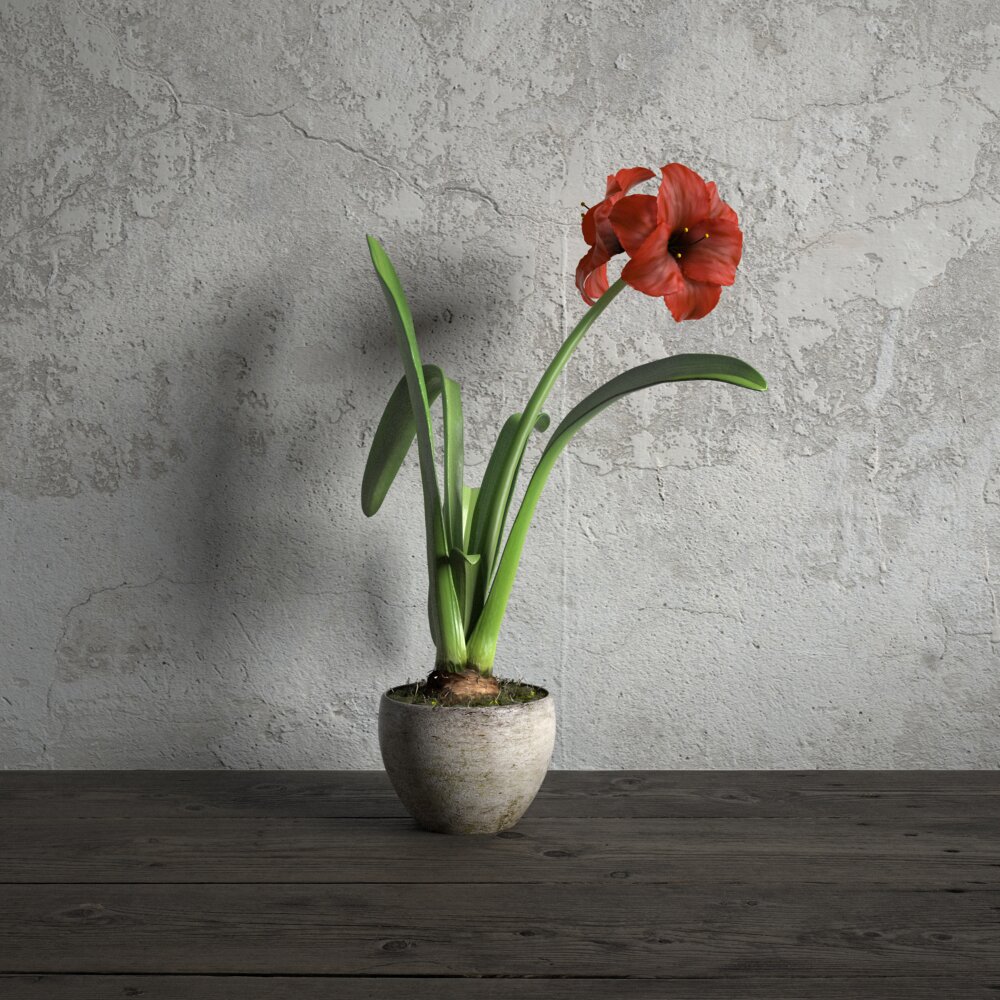 Red Amaryllis in Pot 3D модель