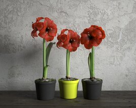 Trio of Potted Hippeastrum 3D model