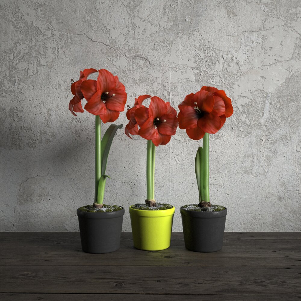 Trio of Potted Hippeastrum Modelo 3D