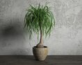 Potted Greencuration Lovelina Palm 3d model