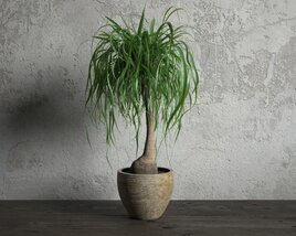 Potted Greencuration Lovelina Palm 3D模型