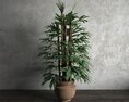 Indoor Reyfus Plant 3D-Modell
