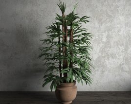 Indoor Reyfus Plant 3D 모델 