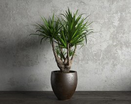 Potted Dracaena Plant 3D模型