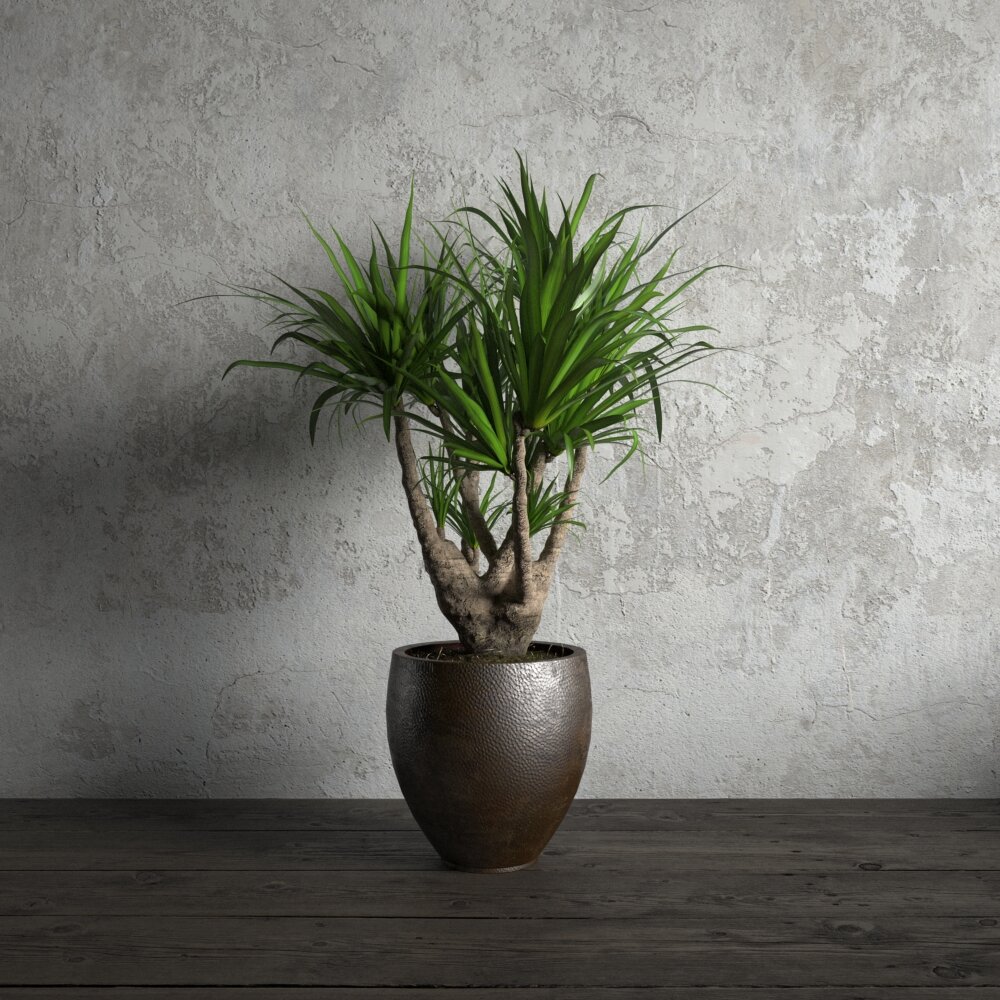 Potted Dracaena Plant 3D-Modell