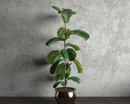 Potted Indoor Fig Plant 3D-Modell