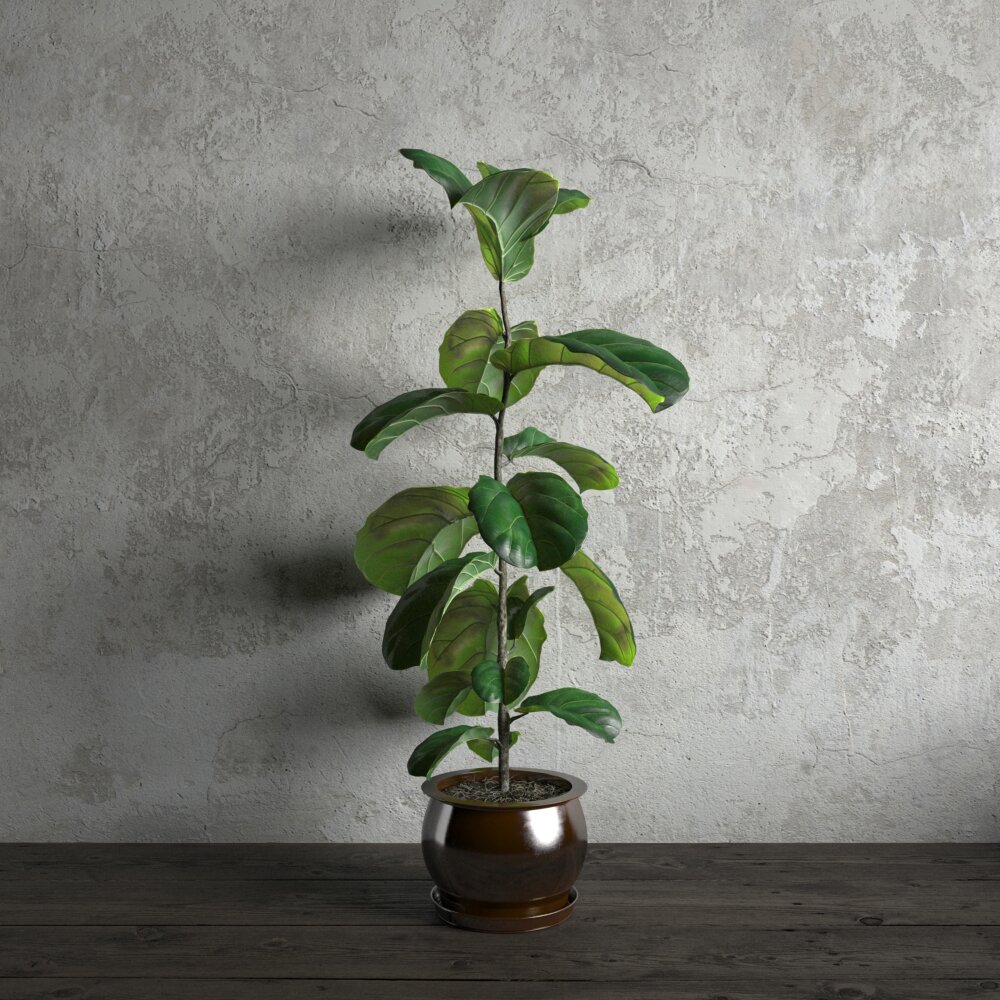 Potted Indoor Fig Plant 3Dモデル