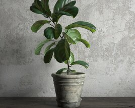 Potted Fiddle Leaf Fig Plant 3Dモデル
